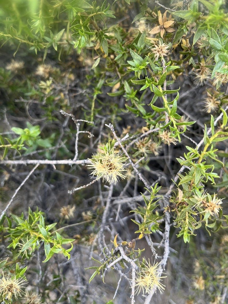 Gochnatia glutinosa photo 4