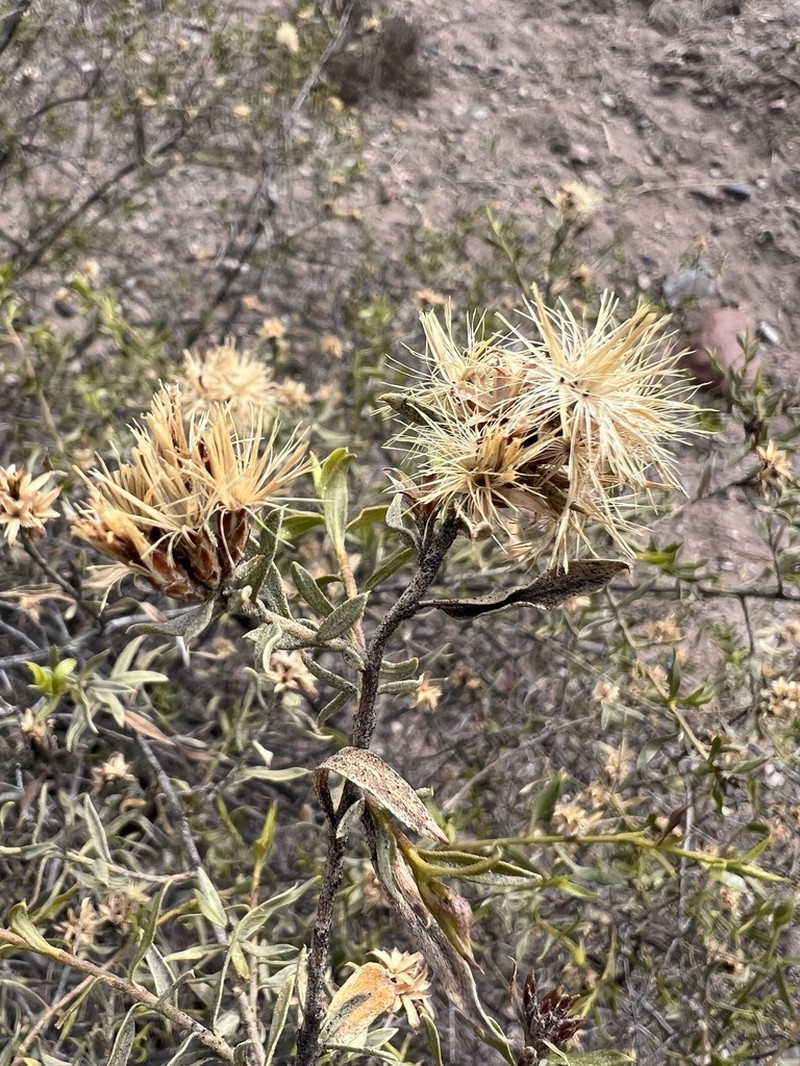 Gochnatia glutinosa photo 5