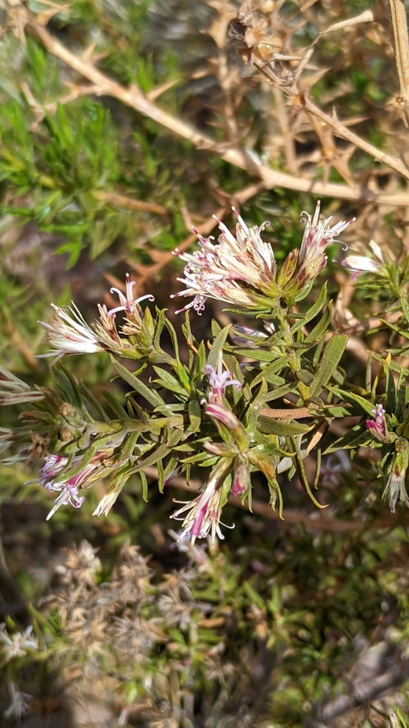 Gochnatia glutinosa photo 6