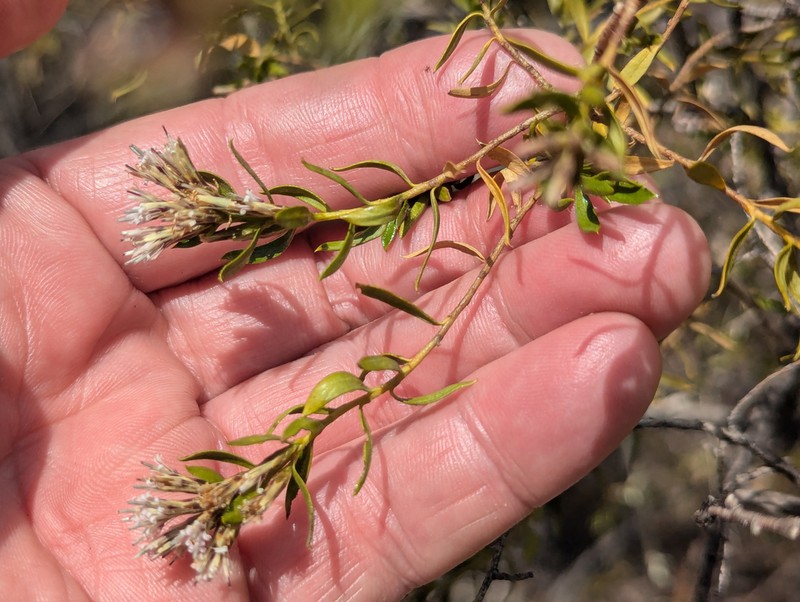 Gochnatia glutinosa photo 7
