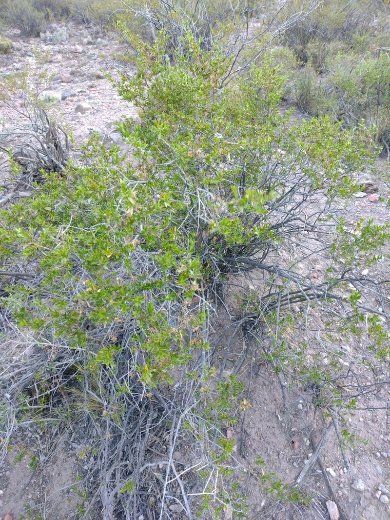 Gochnatia glutinosa photo 8