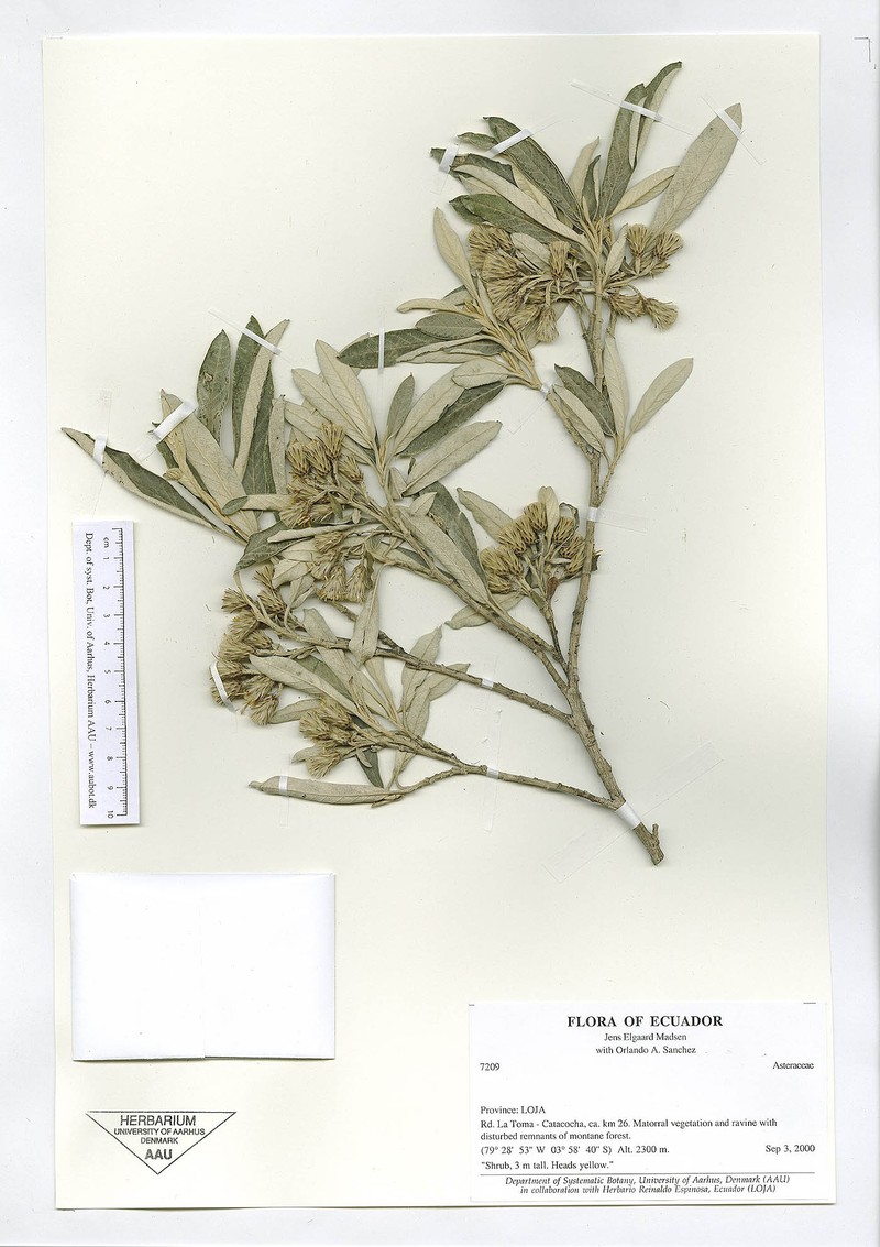 Gochnatia lojaensis
