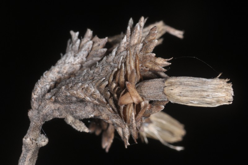 Gochnatia palosanto