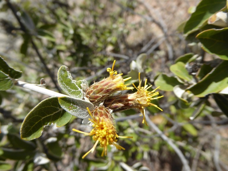 Gochnatia patazina
