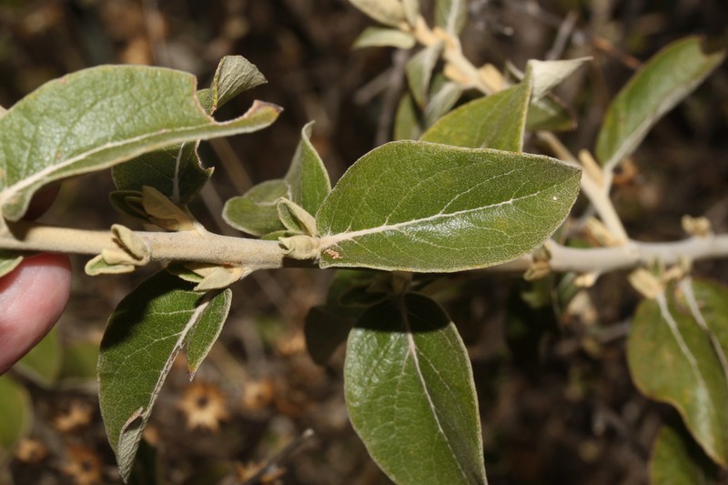 Gochnatia vernonioides