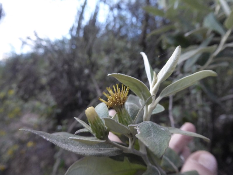 Gochnatia vernonioides photo 2
