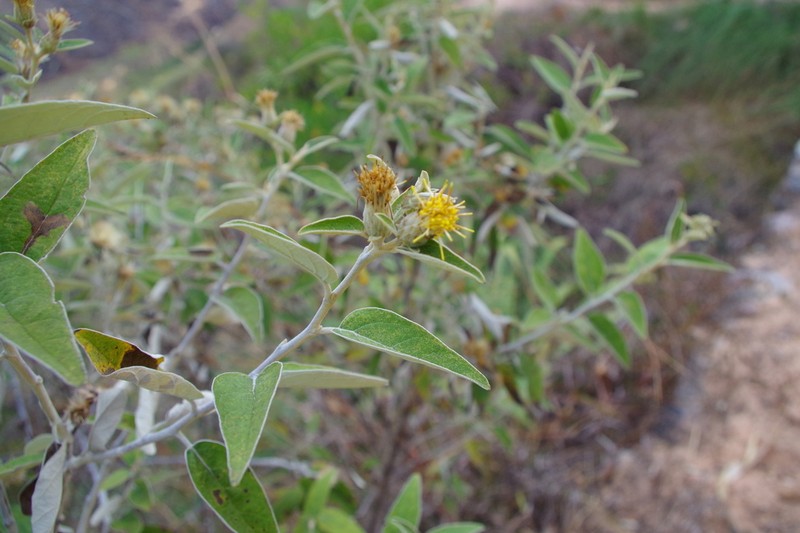 Gochnatia vernonioides photo 3