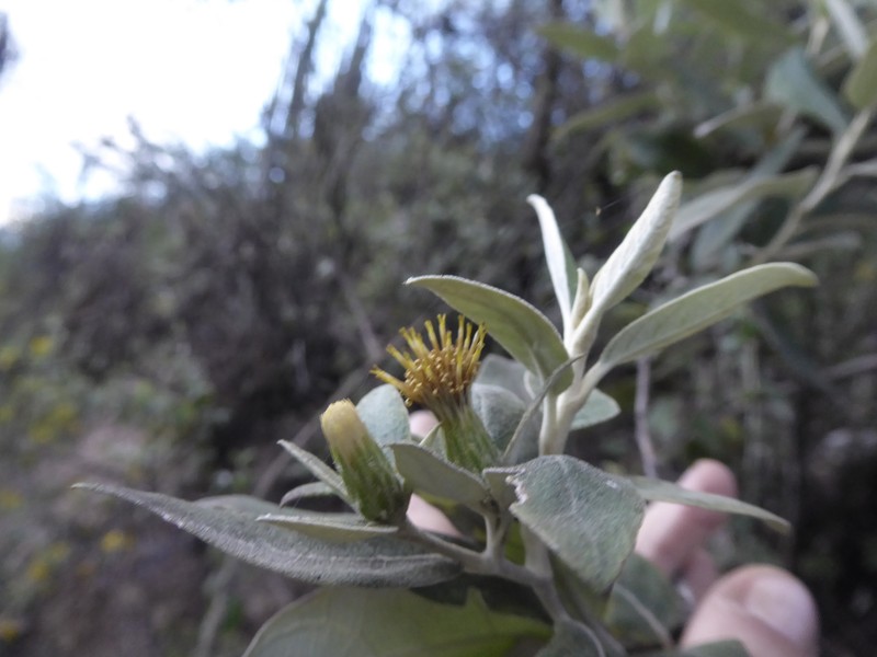 Gochnatia vernonioides photo 4