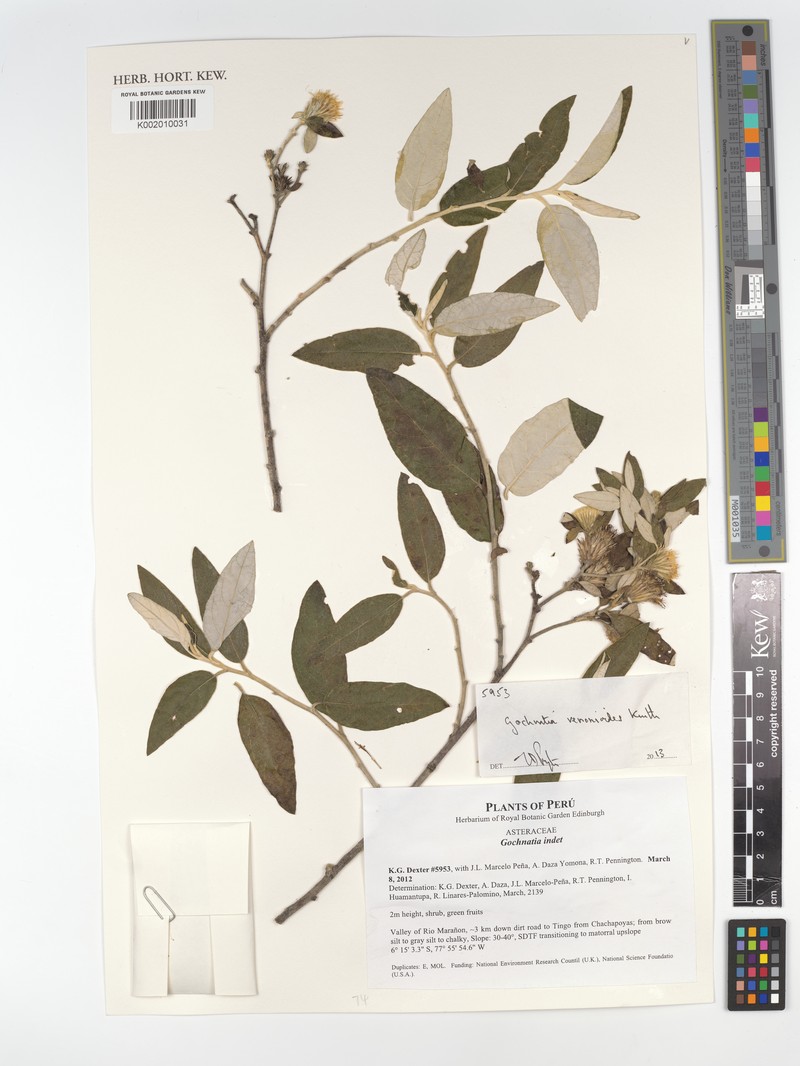 Gochnatia vernonioides photo 6