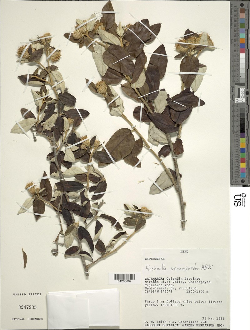 Gochnatia vernonioides photo 7