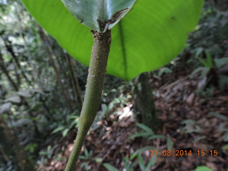 Goeppertia gordonii