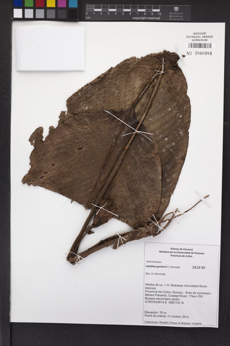 Goeppertia gordonii photo 2