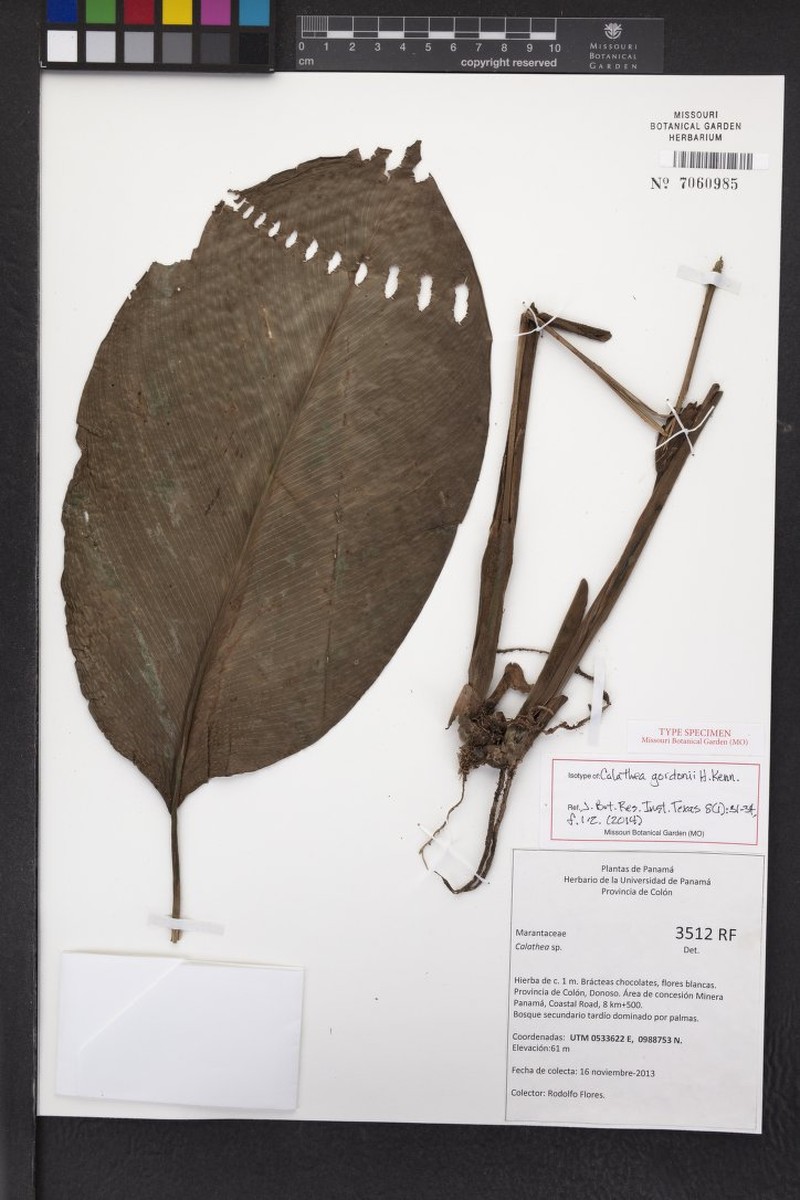 Goeppertia gordonii photo 3