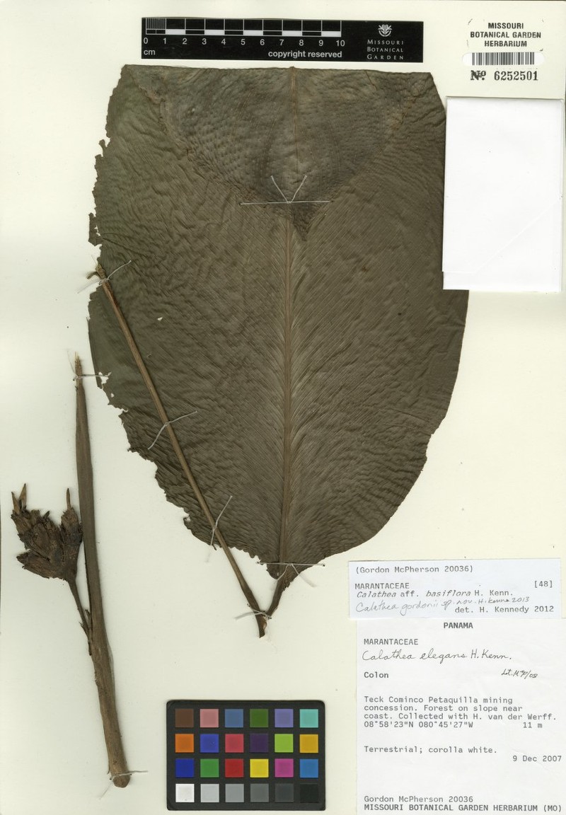 Goeppertia gordonii photo 4