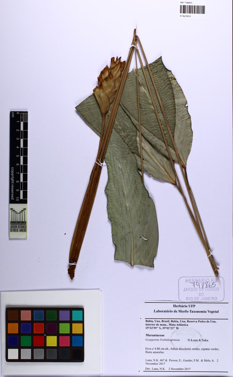 Goeppertia yoshida-arnsiae