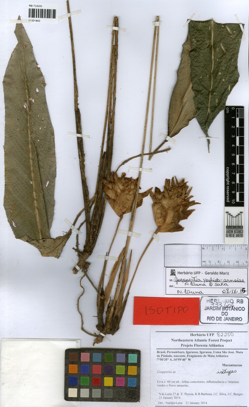 Goeppertia yoshida-arnsiae photo 2
