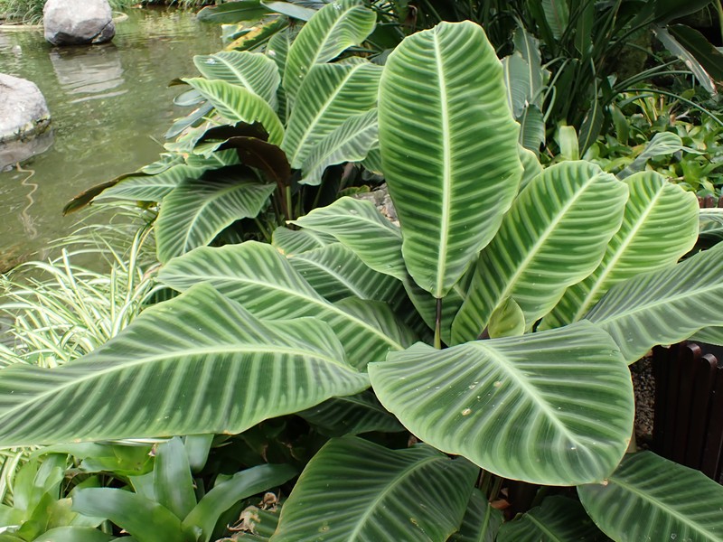 Zebraplant photo 7