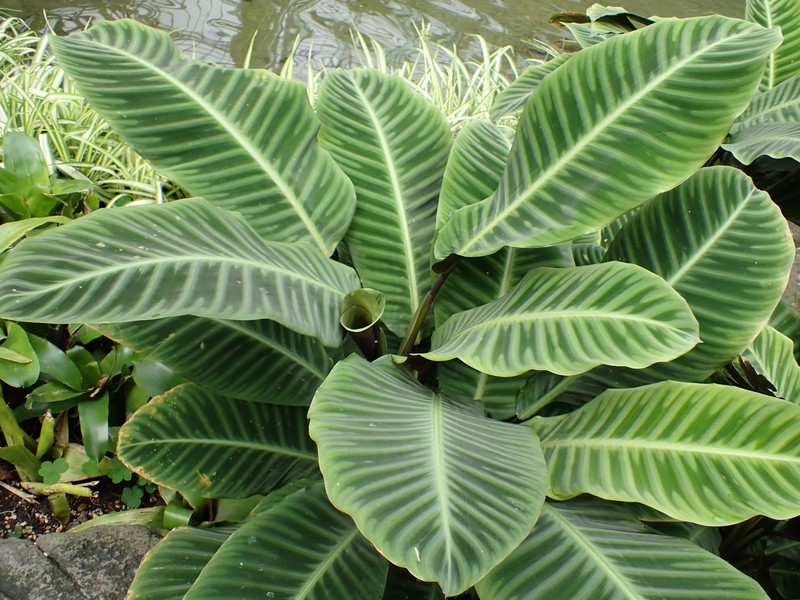 Zebraplant photo 8