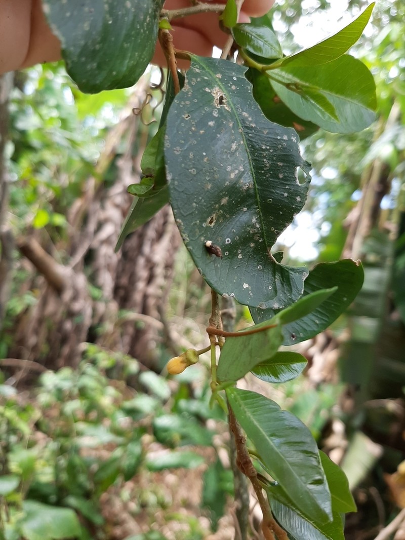 Mata Buey photo 6