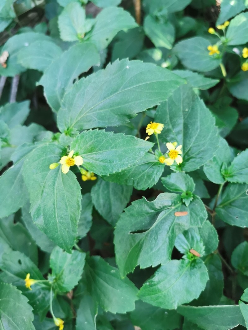 Goldmanella sarmentosa