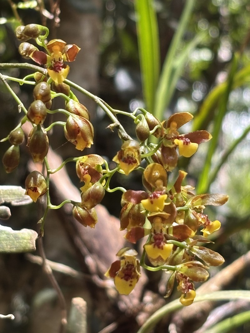 Gomesa bicornuta