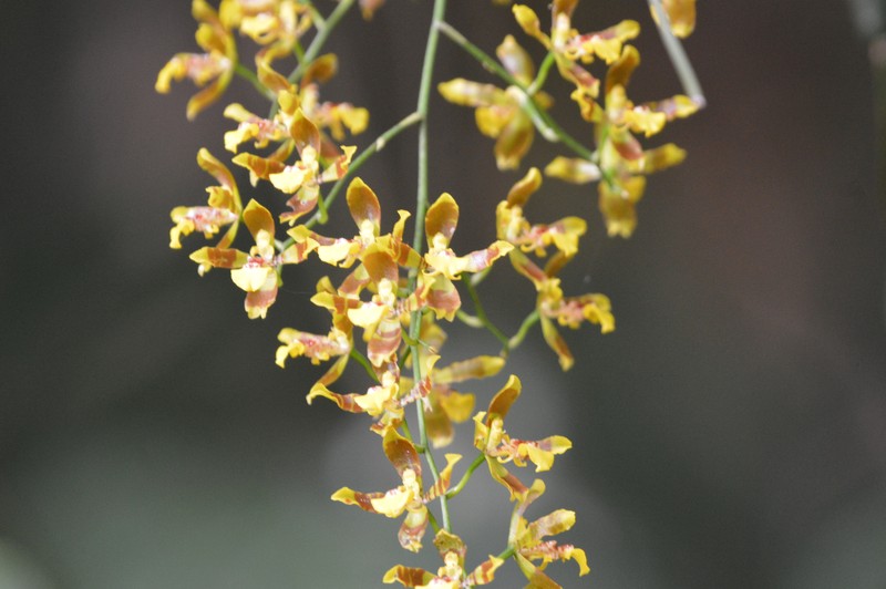 Gomesa bicornuta photo 2