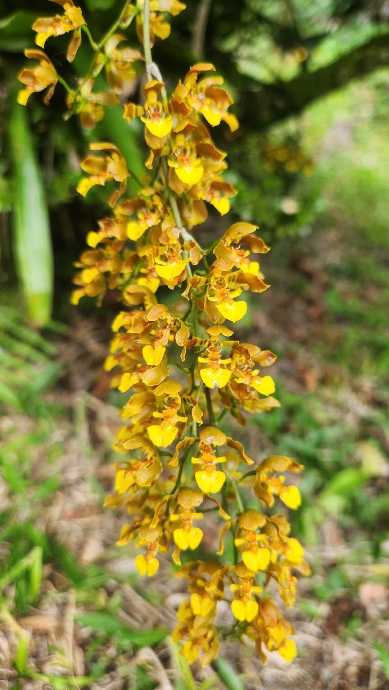 Gomesa bicornuta photo 3