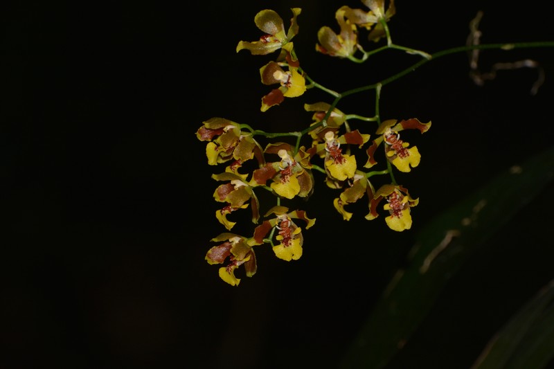 Gomesa bicornuta photo 4