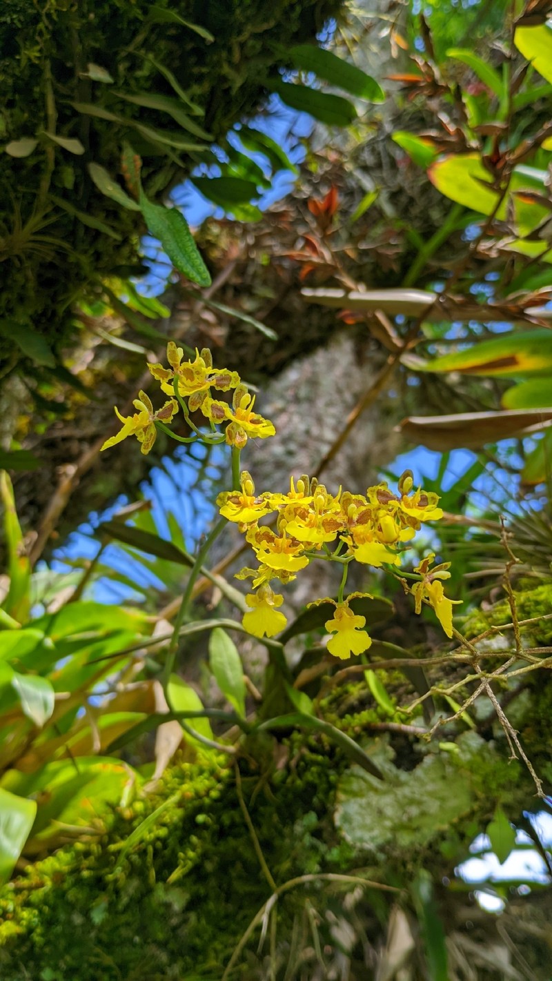 Gomesa florida