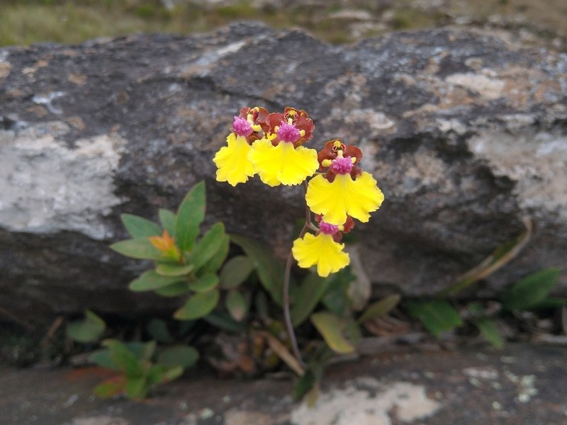 Gomesa maculosa photo 2