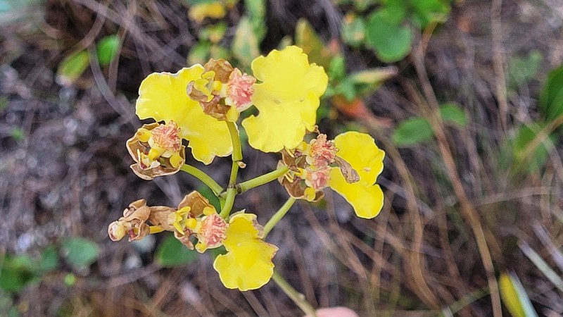 Gomesa maculosa photo 4