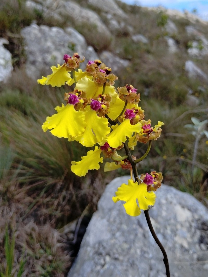 Gomesa maculosa photo 6