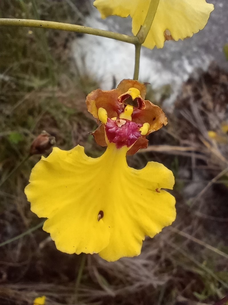 Gomesa maculosa photo 7