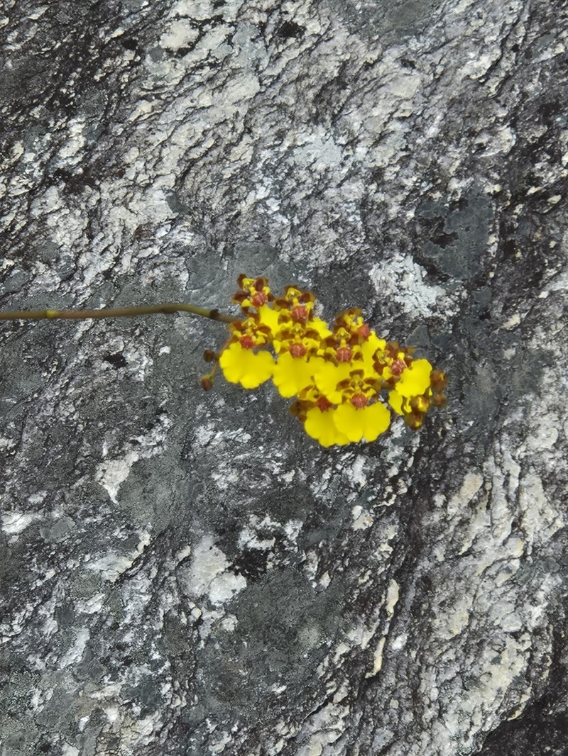 Gomesa maculosa photo 8