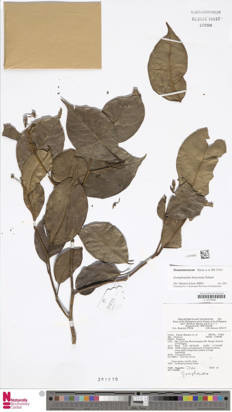 Gomphandra bracteata