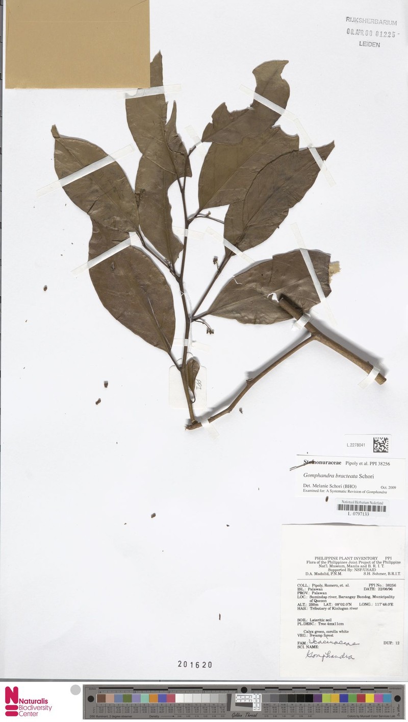 Gomphandra bracteata photo 2