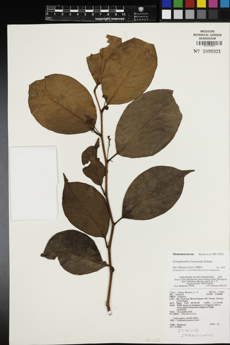 Gomphandra bracteata photo 3