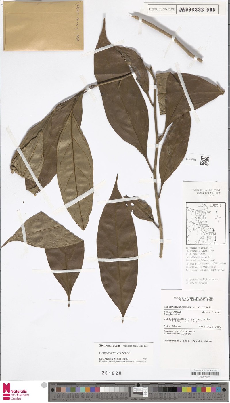 Gomphandra coi