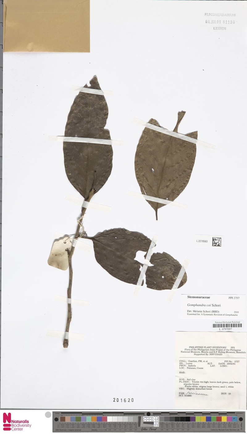 Gomphandra coi photo 2