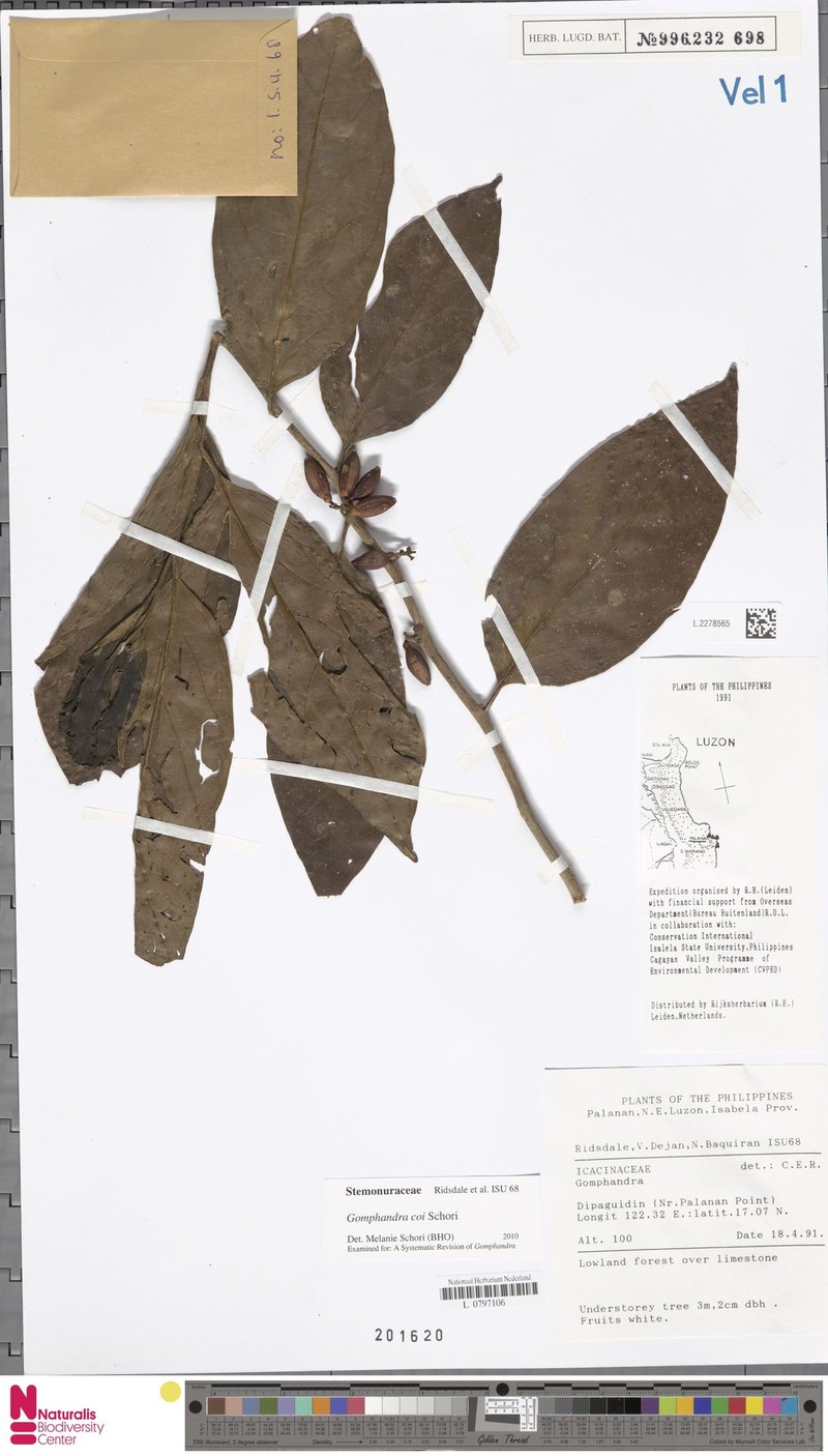 Gomphandra coi photo 3