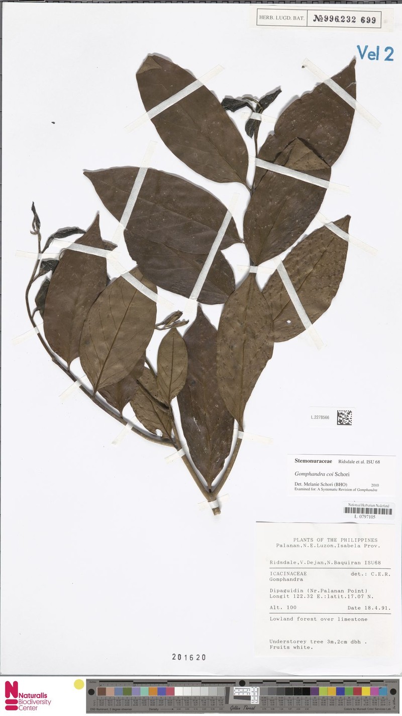 Gomphandra coi photo 4
