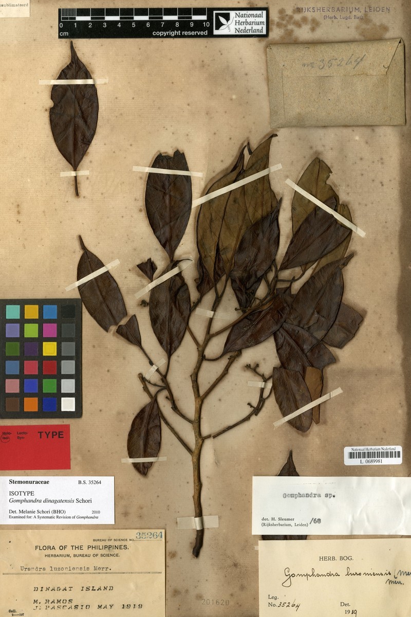 Gomphandra dinagatensis