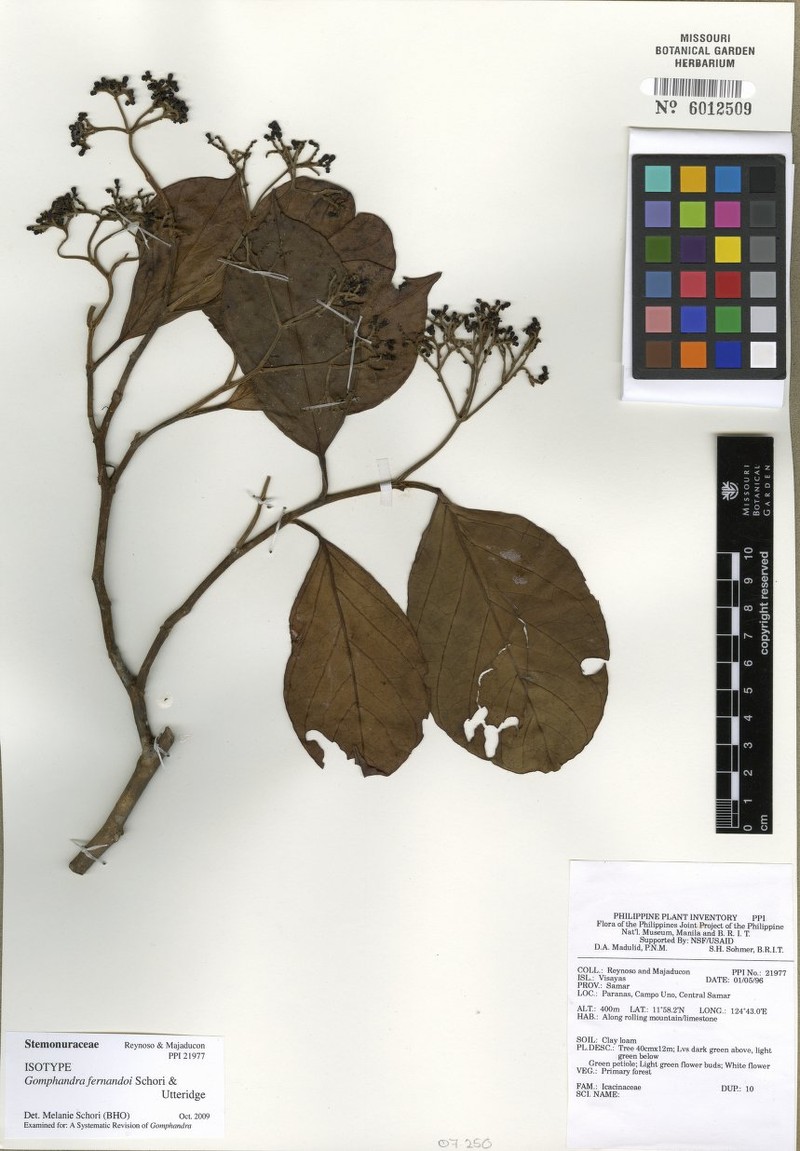 Gomphandra fernandoi