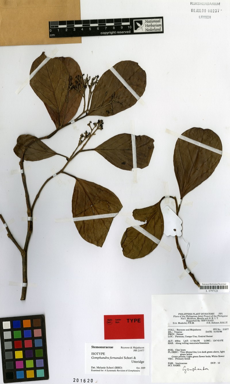 Gomphandra fernandoi photo 2