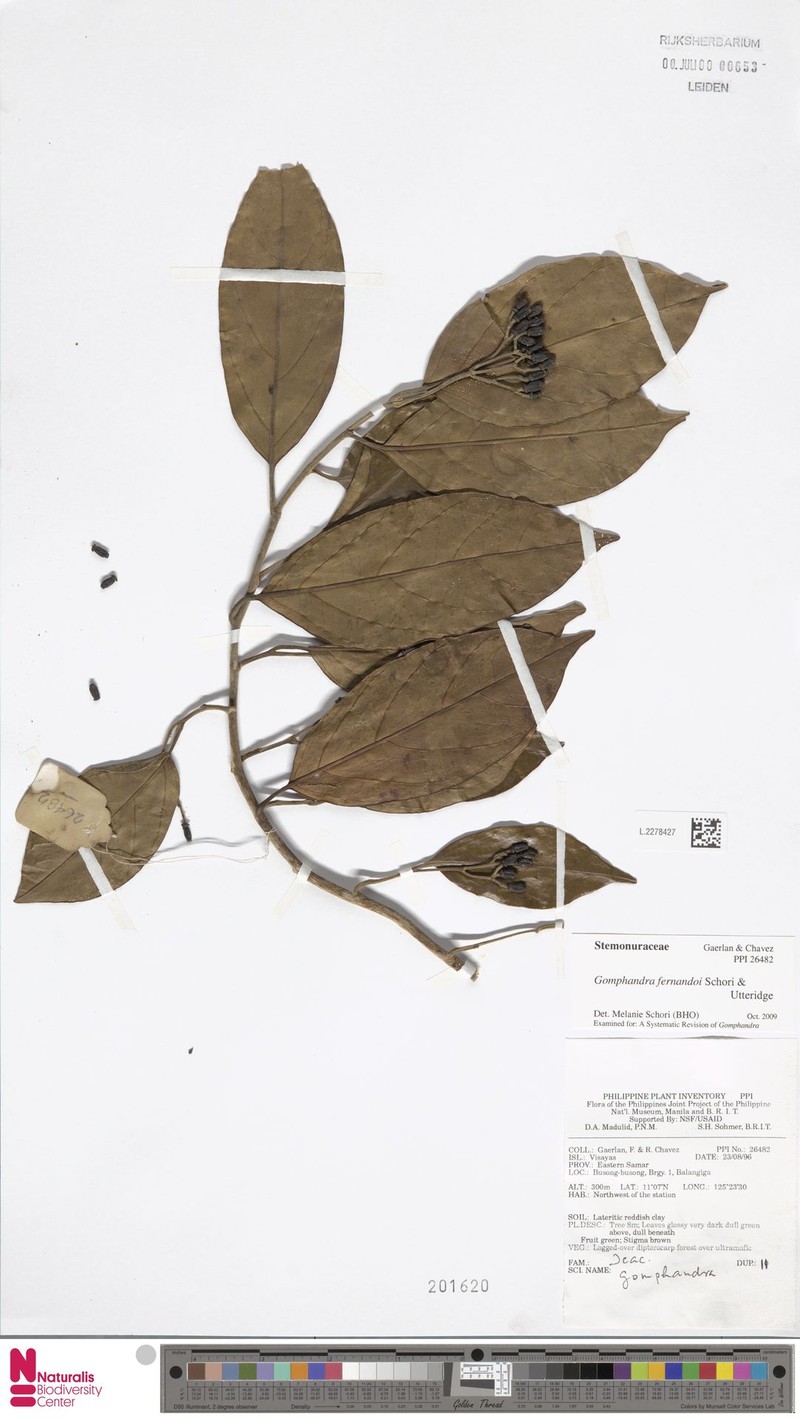Gomphandra fernandoi photo 3