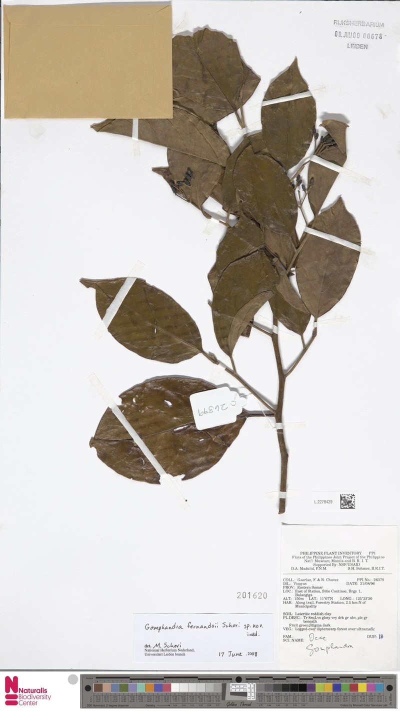 Gomphandra fernandoi photo 4