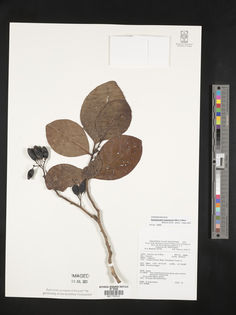 Gomphandra luzoniensis subsp. luzoniensis