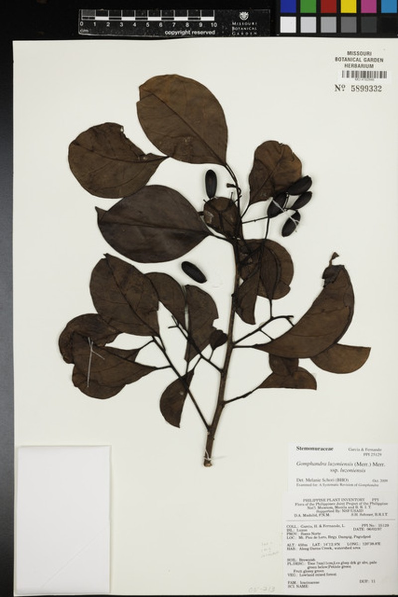 Gomphandra luzoniensis subsp. luzoniensis photo 2