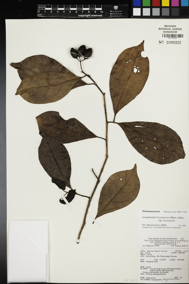 Gomphandra luzoniensis subsp. luzoniensis photo 3