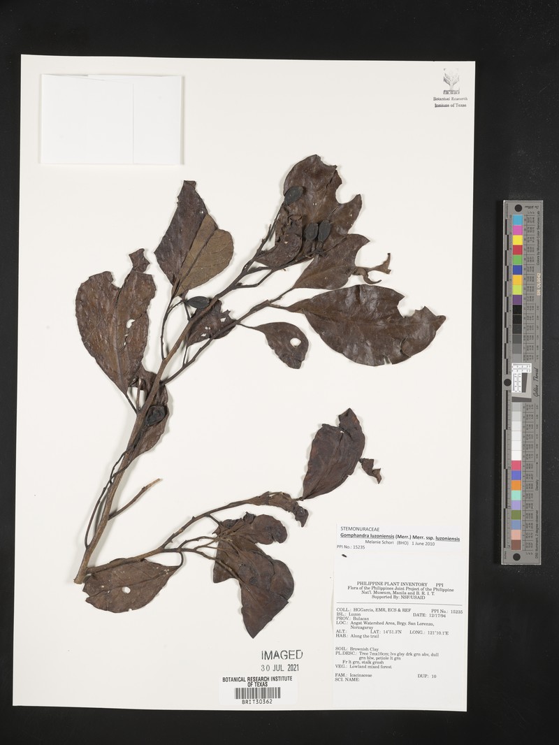 Gomphandra luzoniensis subsp. luzoniensis photo 4